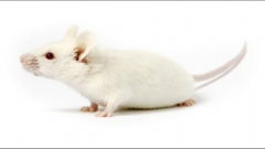 NSFG小鼠-瑞业自主产权的免疫缺